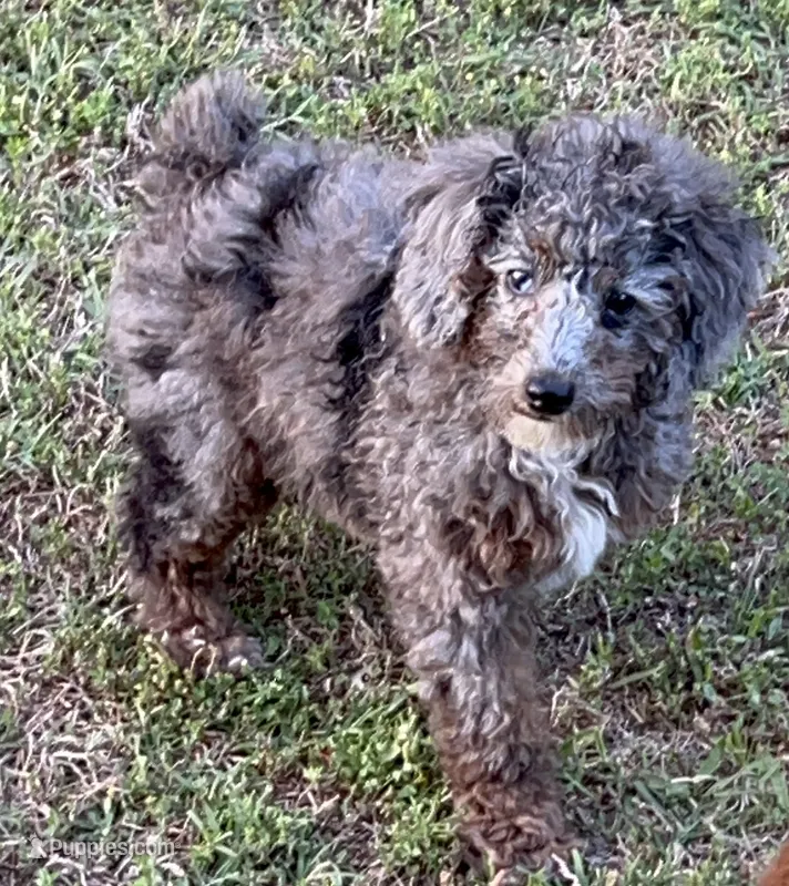 Tuxedo Blue Merle Rojo Curl C1C2-6 Panel health clear – Poodle - Toy  puppy for sale in Statesville, NC