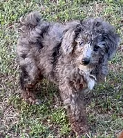 Tuxedo Blue Merle Rojo Curl C1C2-6 Panel health clear, a male Poodle - Toy  for sale in Statesville, NC – 1 of 7