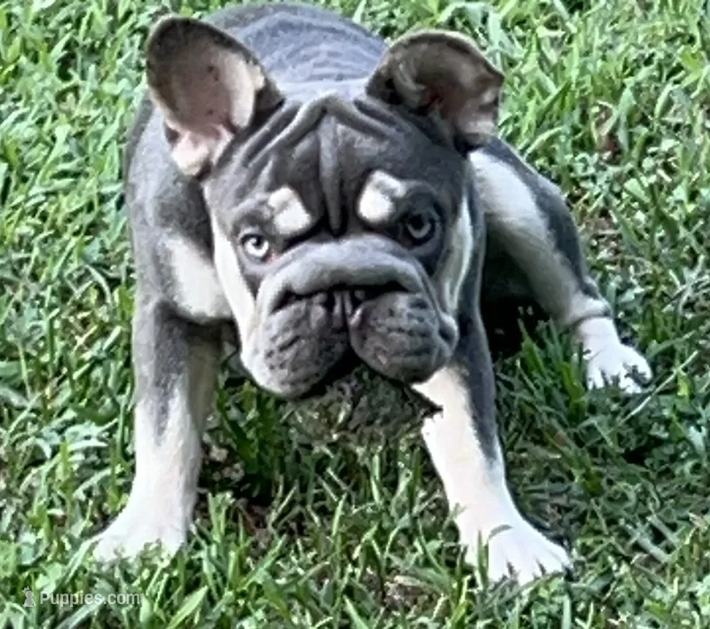 Elsa Lilac Tan Point DNA 6 panel clear pet home – French Bulldog puppy for sale in Statesville, NC