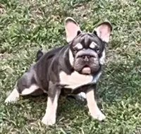 AKC Elsa Lilac/Tan 6 panel health clear , a male French Bulldog for sale in Statesville, NC – 5 of 7