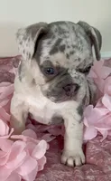 AKC-Bella Lilac Merle DNA health clear, a female French Bulldog for sale in Statesville, NC – 2 of 7