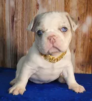 Blue eyes Lilac Masked Tan Point Merle Pied. DNA 6 panel health clear., a male French Bulldog for sale in Statesville, NC – 7 of 8