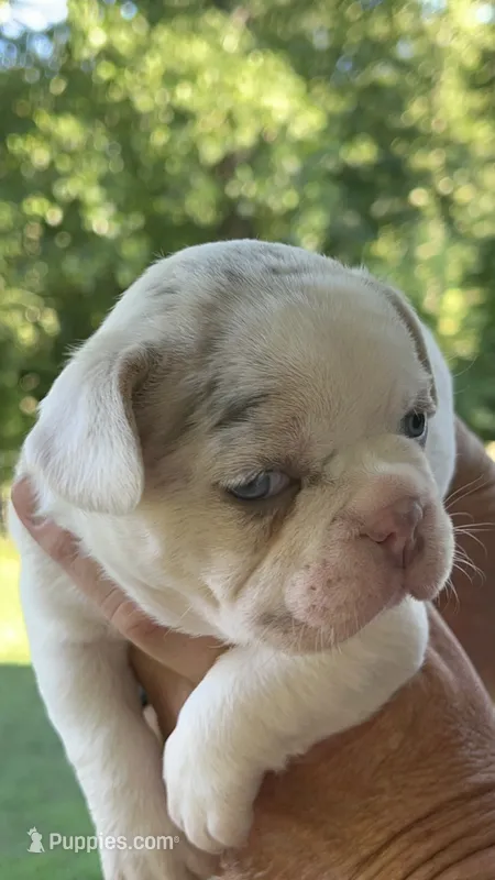 Tiny! Blaze-AKC Lilac Tan Point Merle Pied. DNA 6 health clear. – French Bulldog puppy for sale in Statesville, NC
