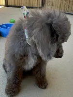 💙 Full-AKC-Tuxedo Blue Merle 🍫 Curl C1C2 , a male Poodle - Miniature  for sale in Statesville, NC – 1 of 7