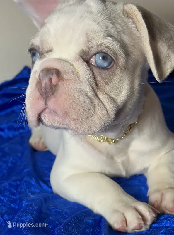 Blue eyes Lilac Masked Tan Point Merle Pied. DNA 6 panel health clear. – French Bulldog puppy for sale in Statesville, NC