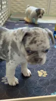 Sale! 💖 Lilac Merle Tan. DNA panel health clear. Carries; Fluffy, 🍫, a female French Bulldog for sale in Statesville, NC – 3 of 4