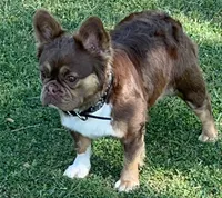 AKC Fluffy Rojo trained DNA health tested , a female French Bulldog for sale in Statesville, NC – 3 of 3