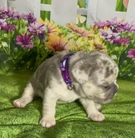 Tiny Bella-Lilac Merle Tan Point DNA panel health clear, a female French Bulldog for sale in Statesville, NC – 4 of 5