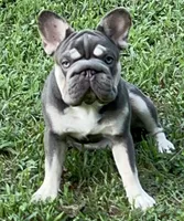Elsa Lilac and Tan Intensity. DNA 6 panel health clear. , a male French Bulldog for sale in Statesville, NC – 2 of 8