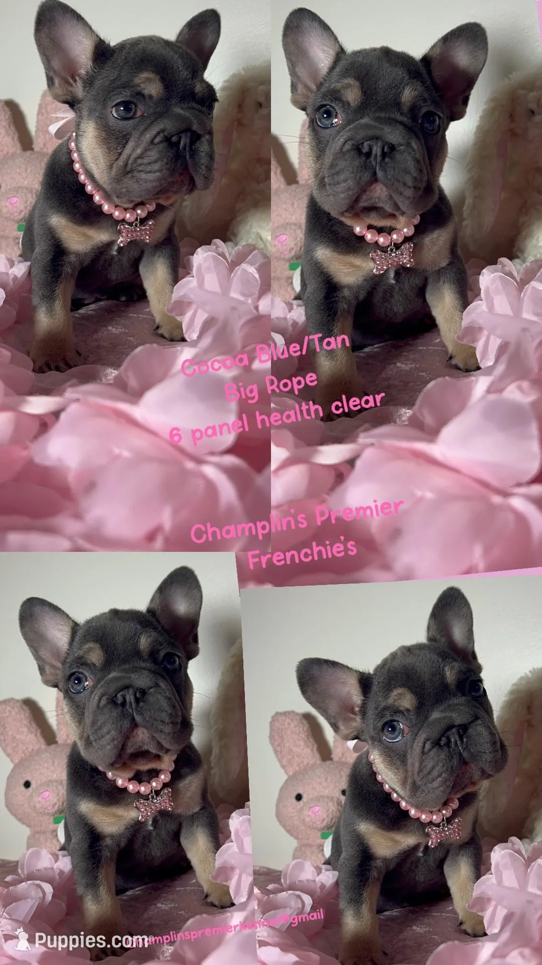 🐰 Easter Sale! Tiny Cocoa Blue Tan intensity. DNA 6 panel clear – French Bulldog puppy for sale in Statesville, NC