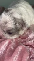 💖 AKC Fluffy Lilac Merle Husky DNA health clear, a female French Bulldog for sale in Statesville, NC – 5 of 6
