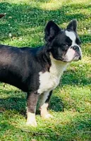  AKC fluffy Blue Husky Panda 6 panel clear , a female French Bulldog for sale in Statesville, NC – 2 of 4