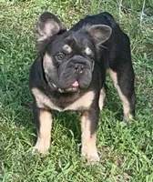 ❤️‍🔥 AKC- Jack🐾 Fluffy Blue & Tan | Big Rope DNA panel health clear., a male French Bulldog for sale in Statesville, NC – 2 of 9