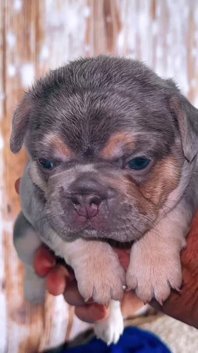 Tiny Structure AKC lilac tan 6 panel clear, a female French Bulldog for sale in Statesville, NC – 5 of 5