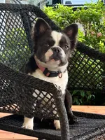 Lily Fluffy , a female French Bulldog for sale in Statesville, NC – 3 of 4