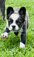 Full-AKC Fluffy Black Trindle Husky Rope Co+. DNA 6 panel clear, a female French Bulldog for sale in Statesville, NC – 4 of 7