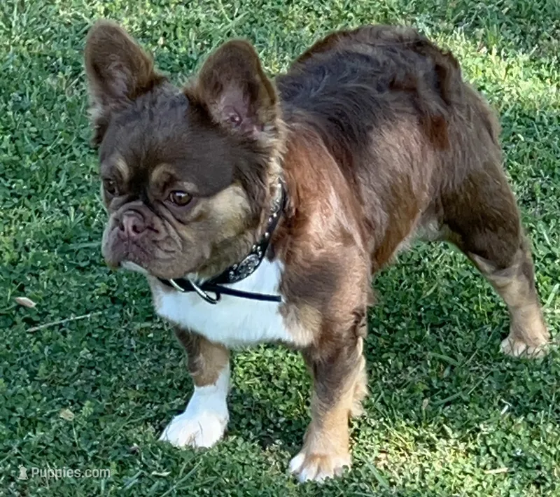 Rojo Lady Fluffy X Lilac Merle  – French Bulldog puppy for sale in Statesville, NC