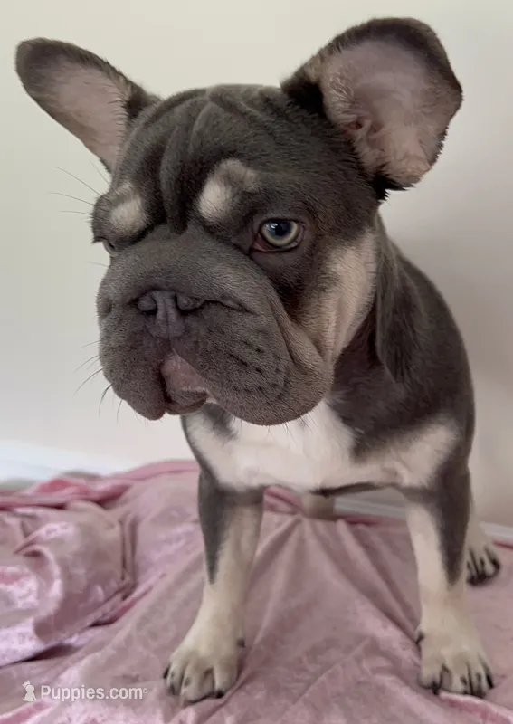 💝🫶🏻AKC- Elsa Lilac and Tan Intensity. DNA 6 panel health clear.  – French Bulldog puppy for sale in Statesville, NC