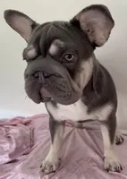 💝🫶🏻AKC- Elsa Lilac and Tan Intensity. DNA 6 panel health clear. , a female French Bulldog for sale in Statesville, NC – 1 of 6