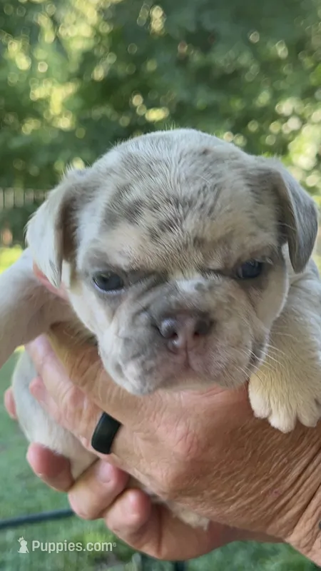 Tiny Bella-Lilac Merle Tan Point DNA panel health clear – French Bulldog puppy for sale in Statesville, NC