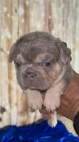 Tiny Structure AKC lilac tan 6 panel clear, a female French Bulldog for sale in Statesville, NC – 3 of 5