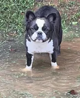 Lily Fluffy , a female French Bulldog for sale in Statesville, NC – 1 of 4