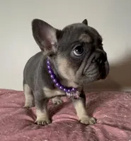 💝 Quality! Big Rope Tiny Cocoa Blue Tan intensity. DNA 6 panel clear, a female French Bulldog for sale in Statesville, NC – Photo 4 of 8