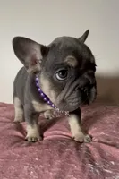 💝 Quality! Big Rope Tiny Cocoa Blue Tan intensity. DNA 6 panel clear, a female French Bulldog for sale in Statesville, NC – Photo 3 of 8