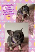 💝 Quality! Big Rope Tiny Cocoa Blue Tan intensity. DNA 6 panel clear, a female French Bulldog for sale in Statesville, NC – Photo 7 of 8