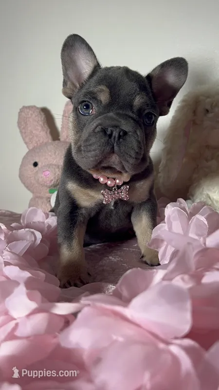 🐰 Easter Sale! Tiny Cocoa Blue Tan intensity. DNA 6 panel clear – French Bulldog puppy for sale in Statesville, NC