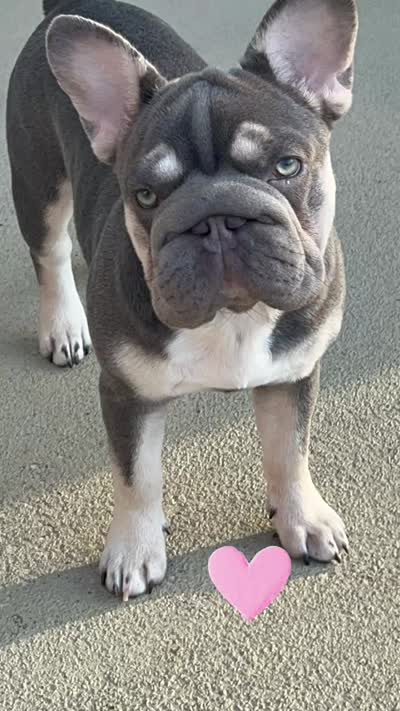 Trained AKC best loving home Elsa Lilac Tan 6 panel health clear, a female French Bulldog for sale in Statesville, NC – 2 of 6