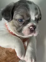 💝 Fluffy Lilac Merle Tan Point. DNA panel health clear, a female French Bulldog for sale in Statesville, NC – 3 of 7