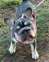 Elsa Lilac and Tan Intensity. DNA 6 panel health clear. , a male French Bulldog for sale in Statesville, NC – 6 of 8