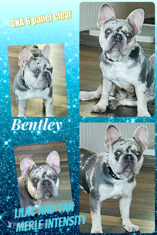 Lilac Merle Tan Points DNA Health cleared – French Bulldog puppy for sale in Statesville, NC