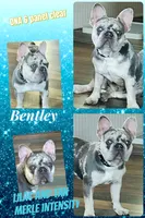 Lilac Merle Tan Points DNA Health cleared, a male French Bulldog for sale in Statesville, NC – 1 of 3