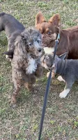 Tuxedo Blue Merle Rojo Curl C1C2-6 Panel health clear, a male Poodle - Toy  for sale in Statesville, NC – 4 of 7