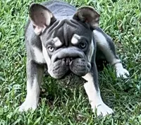 Elsa Lilac and Tan Intensity. DNA 6 panel health clear. , a male French Bulldog for sale in Statesville, NC – 3 of 8
