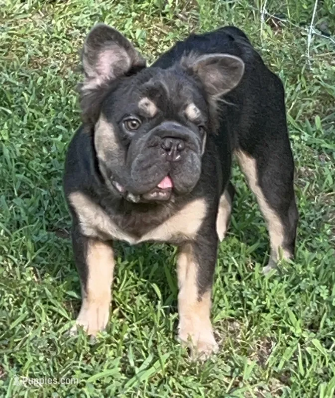 Bougie Quality! Trained! Jack Fluffy Blue/Tan DNA health tested  – French Bulldog puppy for sale in Statesville, NC