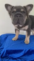 Jack🐾 Blue & Tan | Big Rope DNA panel health clear., a male French Bulldog for sale in Statesville, NC – 4 of 7