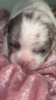 💖 AKC Fluffy Lilac Merle Husky DNA health clear, a female French Bulldog for sale in Statesville, NC – 3 of 6