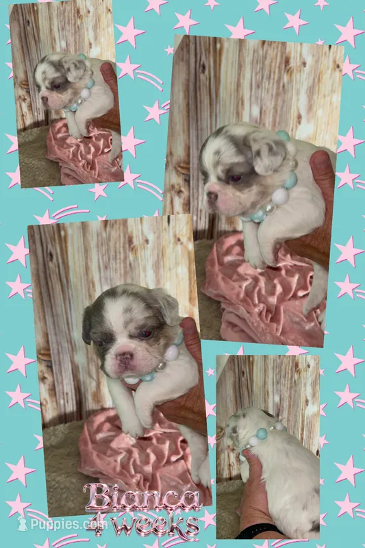 💝Bianca Fluffy Lilac Merle Panda Husky DNA panel health clear – French Bulldog puppy for sale in Statesville, NC