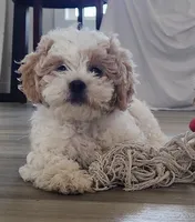 Violet , a female Shihpoo for sale in Branson, MO – 5 of 8