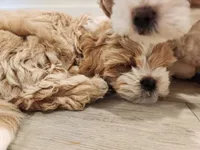 Bandana , a male Shihpoo for sale in Branson, MO – 5 of 6