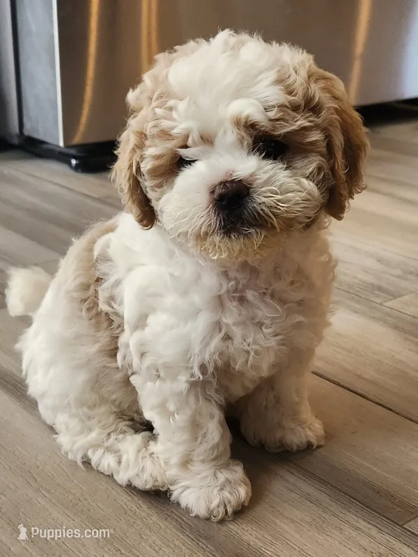 Violet  – Shihpoo puppy for sale in Branson, MO