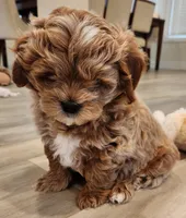 Bowser , a male Shihpoo for sale in Branson, MO – 7 of 10