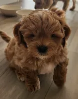 Bowser , a male Shihpoo for sale in Branson, MO – 2 of 10