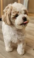 Violet , a female Shihpoo for sale in Branson, MO – 2 of 4