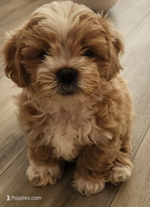 Bowser  – Shihpoo puppy for sale in Branson, MO