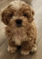 Bowser , a male Shihpoo for sale in Branson, MO – 1 of 10