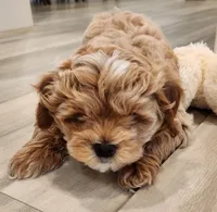 Bowser , a male Shihpoo for sale in Branson, MO – 3 of 10